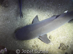 siesta time,,,,whitetip reef sharks by Jozef Butala 